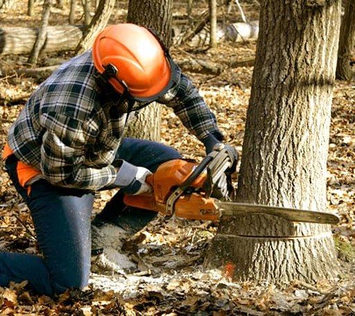 Tree Removal in Waring, TX